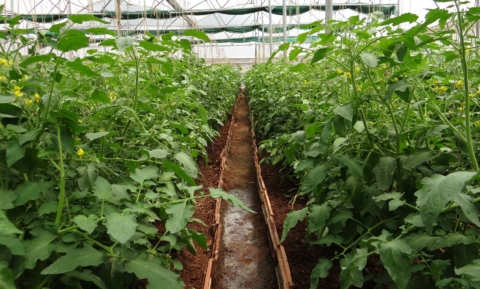 GROW!: klankbordsessie