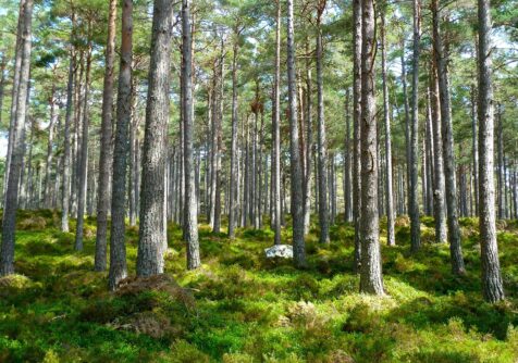 Eco2Eco: kwaliteitshout uit topnatuur