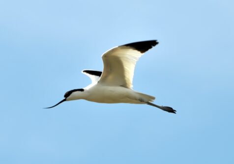 Bouwen aan een veerkrachtige scheldedelta