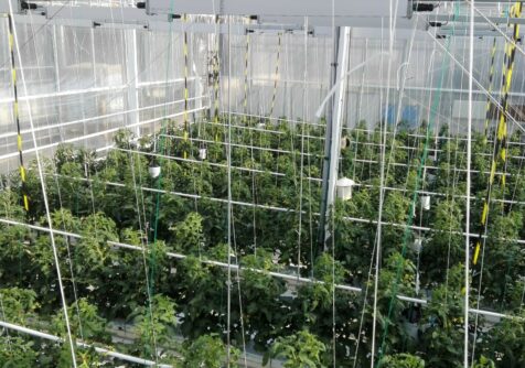 GROW!: webinar
