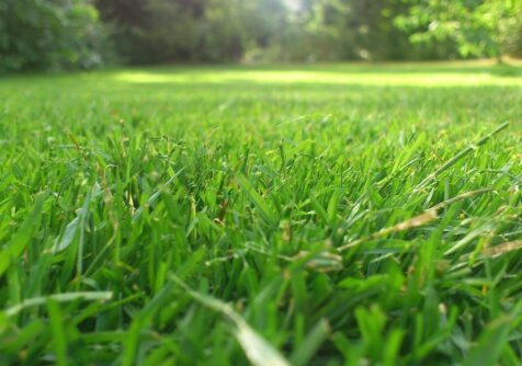 Cursus Grasgoed - NGAG: verdiep je in het beheer van graslanden